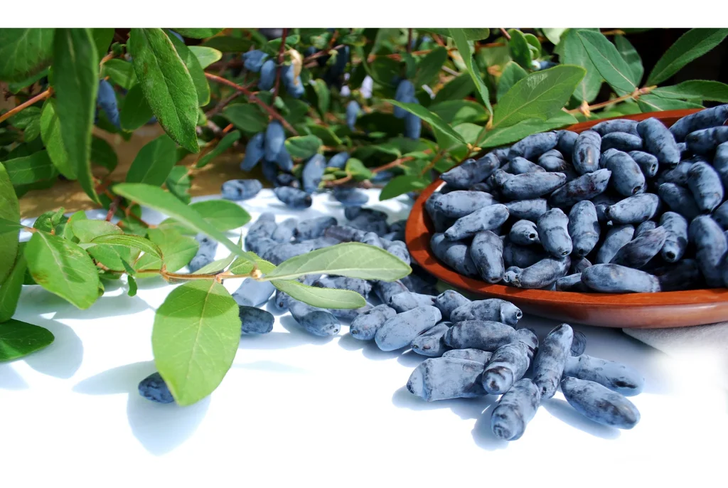 Why do health experts suggest you to have haskap berries?